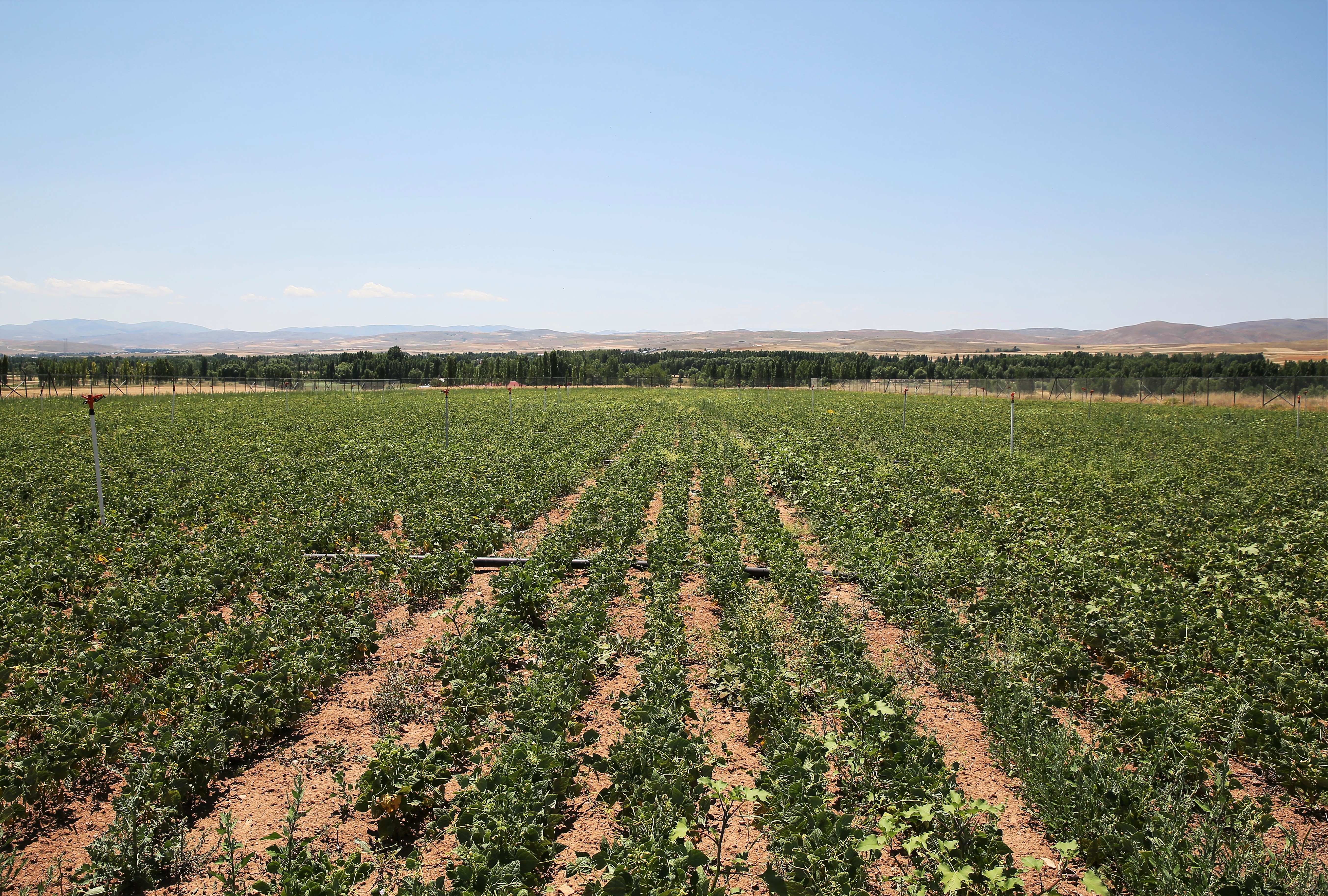 'Aydıntepe Sugar Bean' Registered with the Initiative of Bayburt University